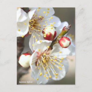 Carte Postale Apricot japonais [Carte postale]