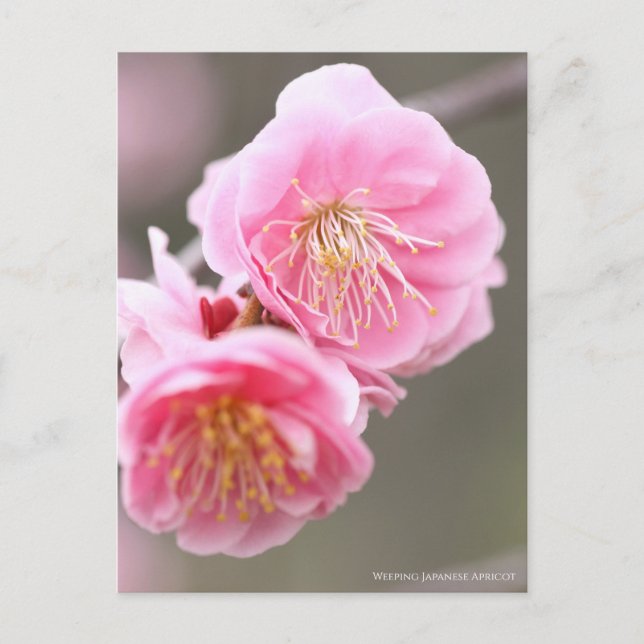 Carte Postale Apricot japonais en pleurs [Carte postale] (Devant)