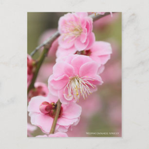 Carte Postale Apricot japonais en pleurs [Carte postale]