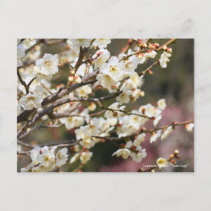 Carte Postale Apricot japonais "Tsuki-kage" [Carte postale]