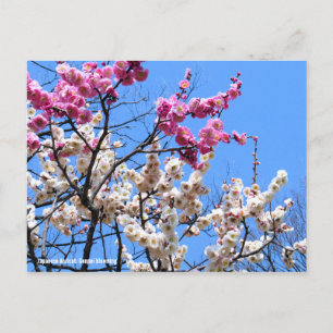 Carte Postale Apricot japonais (Ume : Genpei floroming) [Carte p