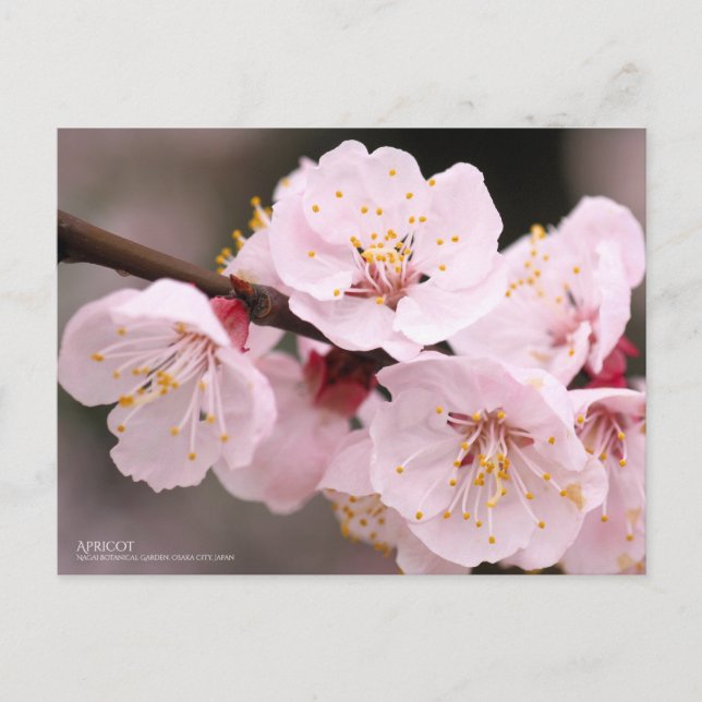 Carte Postale Apricot：Postcard (Devant)