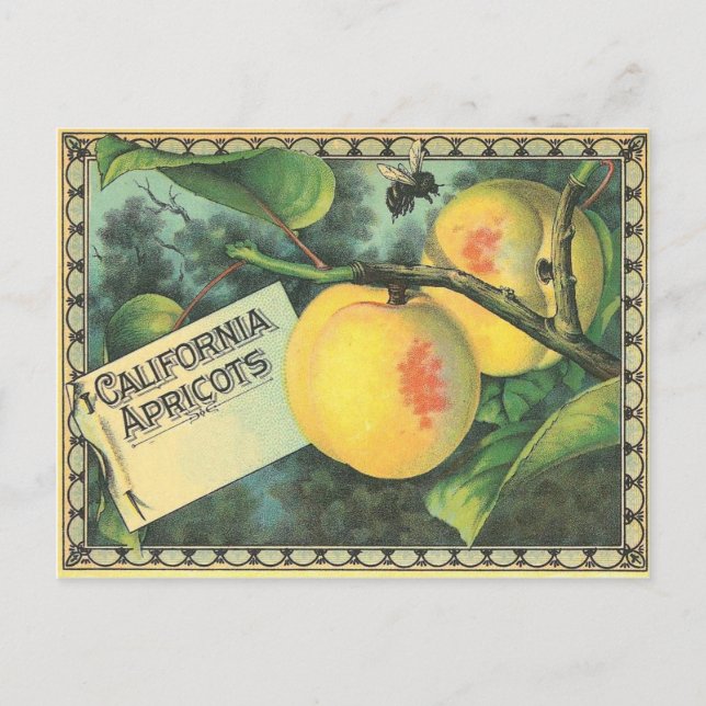 Carte Postale Apricots californiens (Devant)