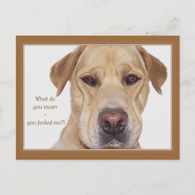 Carte Postale April fool's day drôle Labrador (Devant)