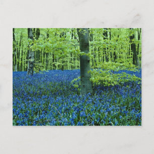 Carte Postale Aqua Bluebell Bois fleurs