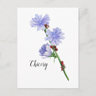 Carte Postale Aquarelle à fleurs chicorées