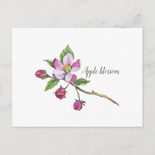 Carte Postale Aquarelle Apple Blossom Botanique