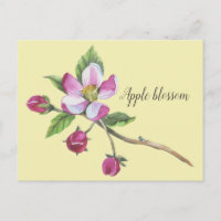 Aquarelle Apple Blossom Botanique
