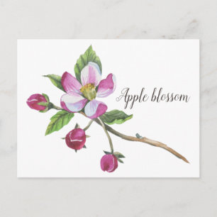 Carte Postale Aquarelle Apple Blossom Botanique