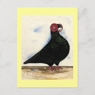 Carte Postale Aquarelle Barb Pigeon
