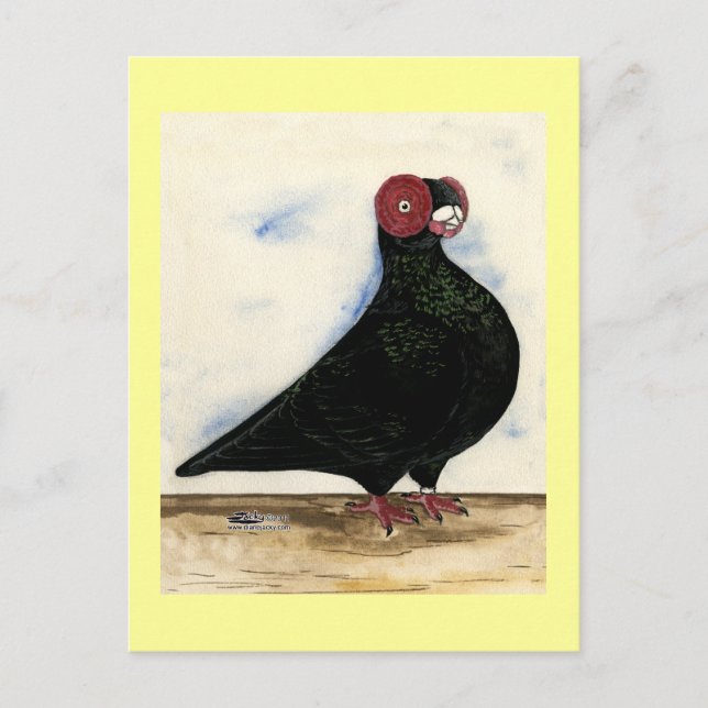 Carte Postale Aquarelle Barb Pigeon (Devant)