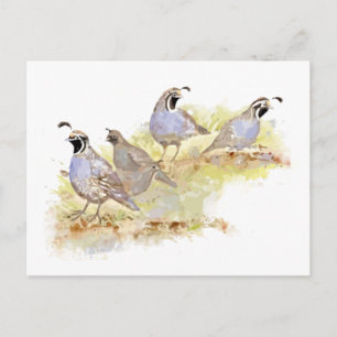 Carte Postale Aquarelle Californie Quail Bird Nature Art