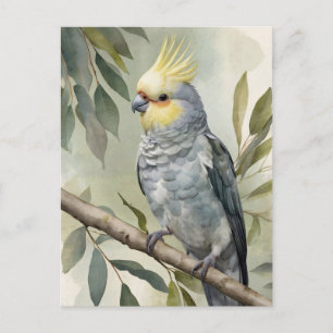 Carte Postale Aquarelle Cockatiel Eucalyptus Tree