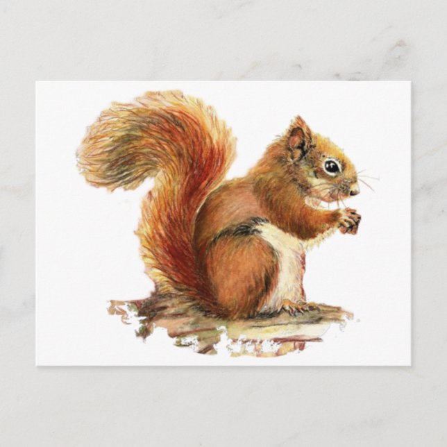 Carte Postale Aquarelle Cute Écureuil rouge Nature animale (Devant)
