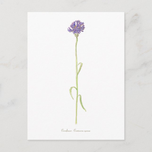Carte Postale Aquarelle de Cornflower (Devant)