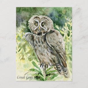 Carte Postale Aquarelle de la chouette grise