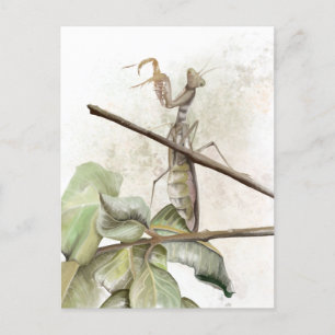 Carte Postale Aquarelle de Pray Mantis
