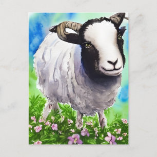 Carte Postale Aquarelle Jacob Sheep