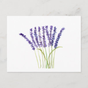 Carte Postale Aquarelle Lavande Fleurs violettes rustiques