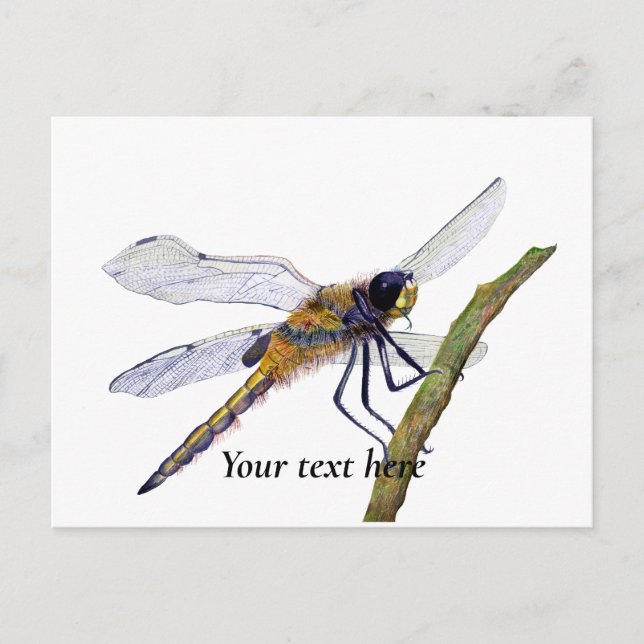 Carte postale aquarelle Libellule à quatre taches (Devant)