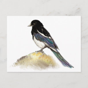 Carte Postale Aquarelle Magpie Jardin Oiseau Nature