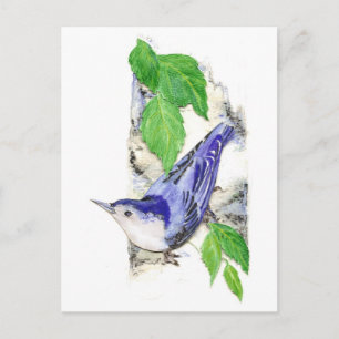 Carte Postale Aquarelle Nuthatch à poitrine blanche - Oiseau