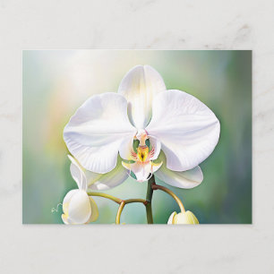 Carte Postale Aquarelle Orchidée blanche avec pétales délicats