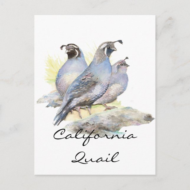Carte Postale Aquarelle originale California Quail. Oiseau (Devant)