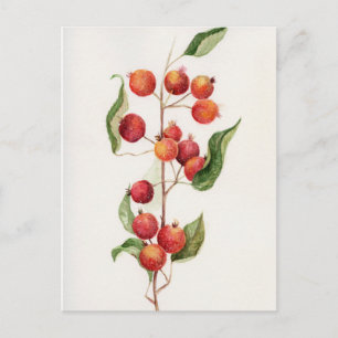 Carte Postale Aquarelle petite pomme branche