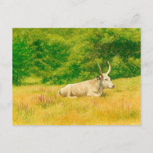 Carte postale aquarelle Vache Blanche