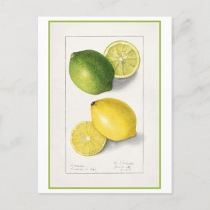 Carte Postale Aquarelle Vintage de citron jaune et vert