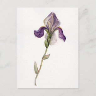 Carte Postale Aquarelle violet Iris