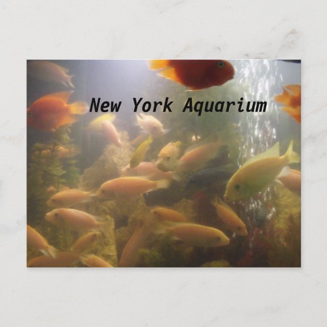 Carte postale Aquarium (Devant)