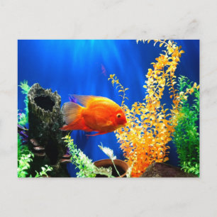 Carte Postale Aquarium aquarium aquarium