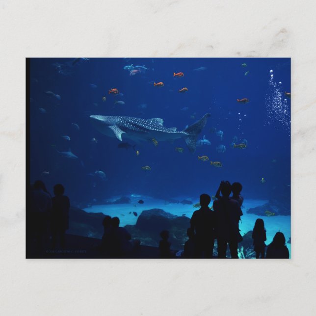 Carte Postale Aquarium, Atlanta Géorgie (Devant)