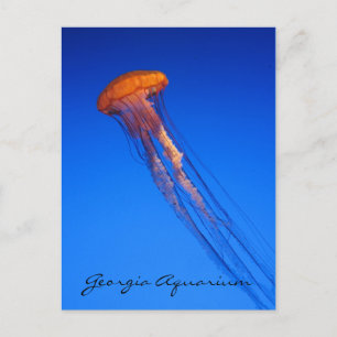 Carte Postale Aquarium de Géorgie Méduse