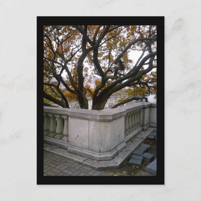 Carte Postale aquarium de shedd :: automne (Devant)