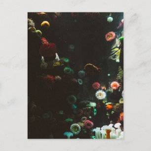 Carte Postale Aquarium du Canada, Toronto, Canada