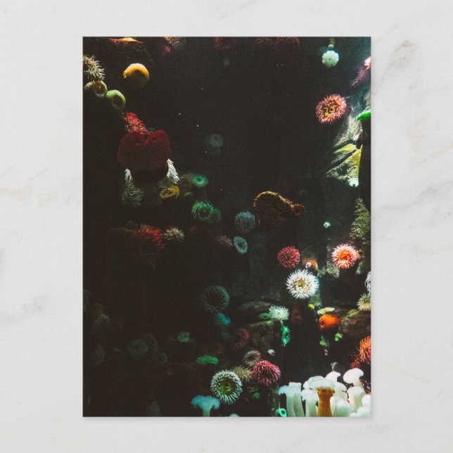 Carte Postale Aquarium du Canada, Toronto, Canada (Devant)