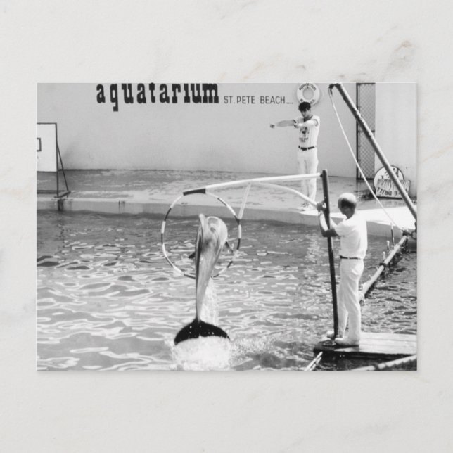 Carte Postale Aquatarium St. Pete Beach Floride, Dauphin (Devant)
