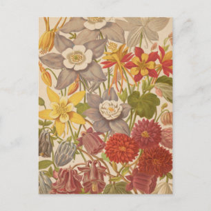 Carte Postale Aquilegia   George Nicholson