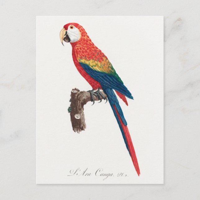Carte Postale Ara Canga Parrot (Devant)