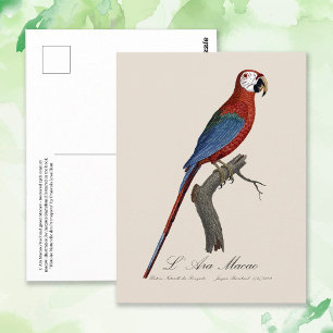 Carte Postale Ara chloroptère