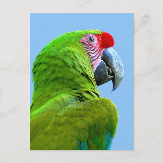 Carte Postale Ara Militaris Green Parrot (Devant)