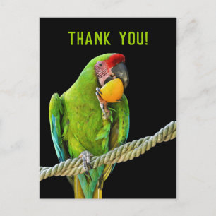 Carte Postale Ara Militaris Green Parrot