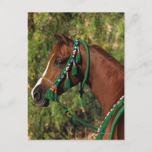 Carte Postale Arab Horse Headshot with Bridle