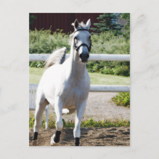 Carte Postale Arabe 2