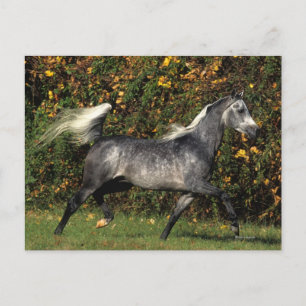 Carte Postale Arabes en course : Automne