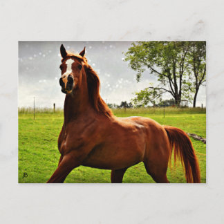 Carte postale 'Arabian Dreamz'