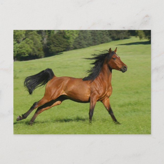 Carte postale Arabian Horse (Devant)
